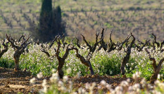 Corbieres old vines in winter