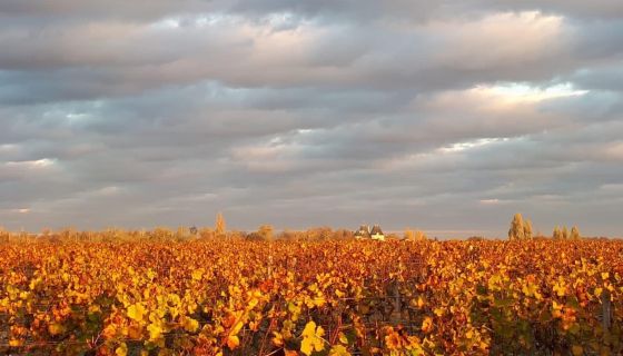 Ch Suduiraut vines 4 Nov 2021