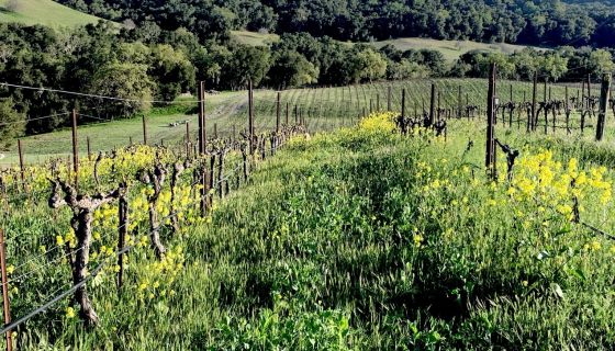 Tablas Creek vineyard, Paso Robles