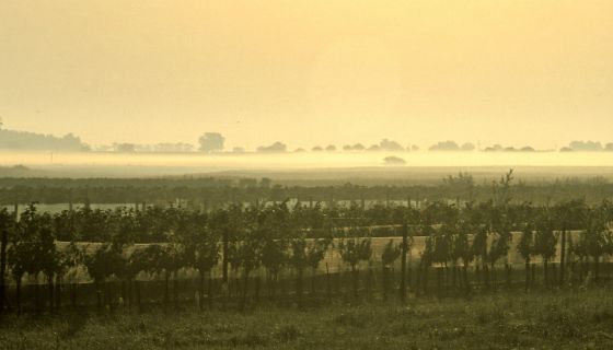 Mist over Kracher's Nebel vineyard in Austria's Burgenland