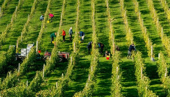 Harvest at Breaky Bottom