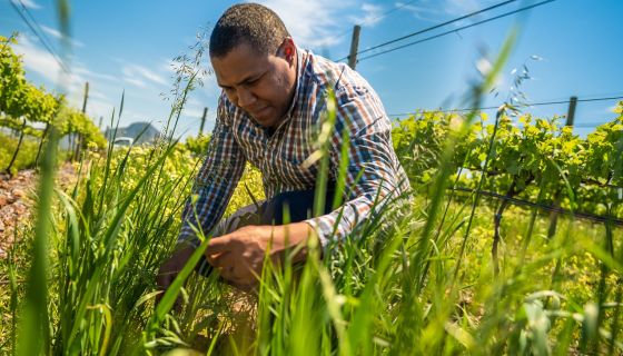 Stark-Condé winemaker, Rudger van Wyk