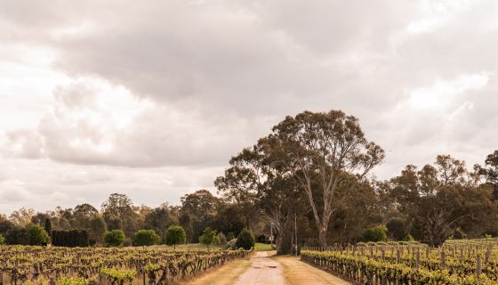 WWC21 Gilchrist M - Tahbilk Winery old vineyards - 12