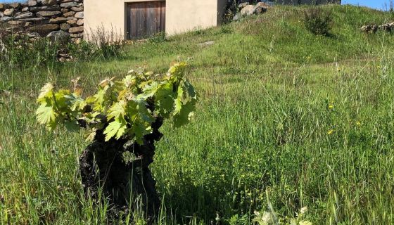 Domaine Cebene old vine