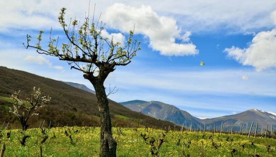 WWC21 Antoniadou O - Dalamara old vines