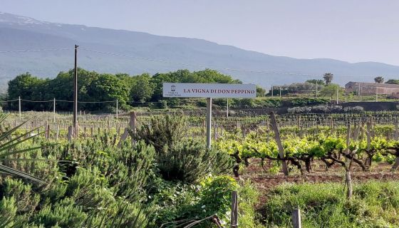 WWC21 Di Guardo G - Don Peppino Vineyard