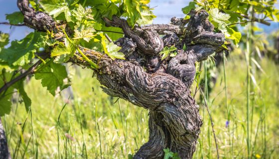 Ancient vine at Ch Feely