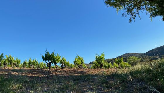 WWC21 Fenwick C - Domaine Jones old-vine Lledoner Pelut, Tuchan