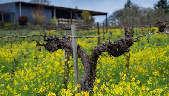 WWC21 Geisen M - high wire spring Bethel Heights