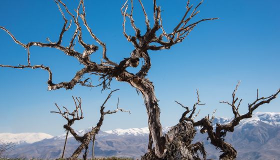 WWC21 Gilby C - Vines that time forgot