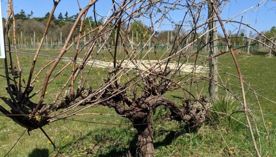 WWC21 Hellyer S - old vines in Oxfordshire