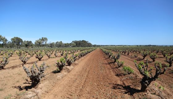 WWC21 Hill K - Watunga Vineyard 1