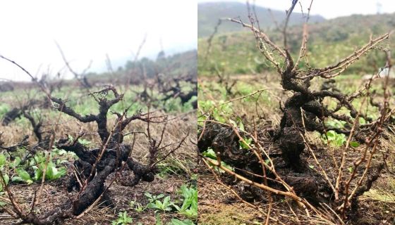 WWC21 Le Feuvre J - Gevonden old vines