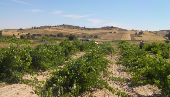 WWC21 Styles O - checking bush vines in Villanueva