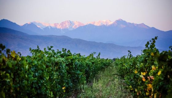 WWC21 Volosnikova X - Kazakhstan the abandoned Soviet vineyard