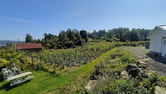 Norwegian vineyard 2020