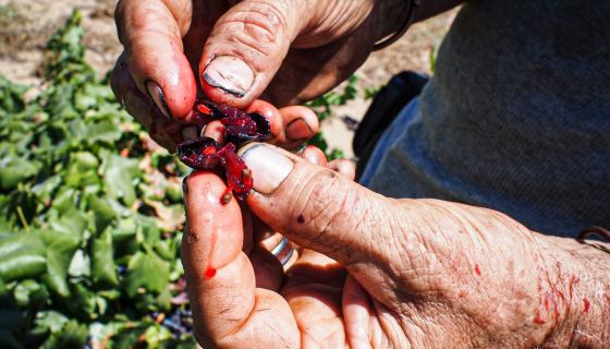 WWC21 Rasmussen C - Alicante teinturier flesh