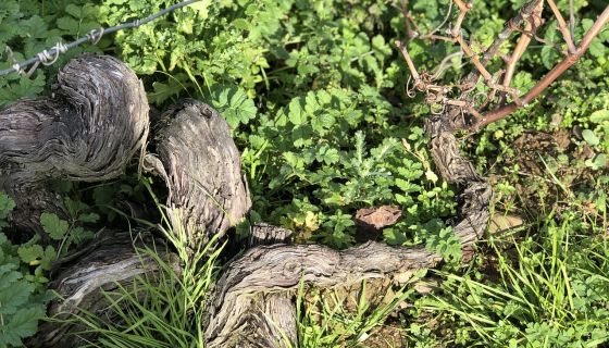 WWC21 Shaw H - Quinta do Noval old Touriga Nacional vine trunk close-up