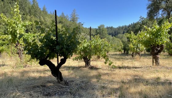 WWC21 Wicks E - AJ Duckhorn Vineyard planted 1890