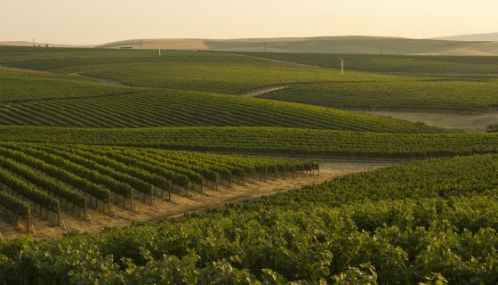 Washington State Wine - Walla Walla Valley by Andrea Johnson Photography