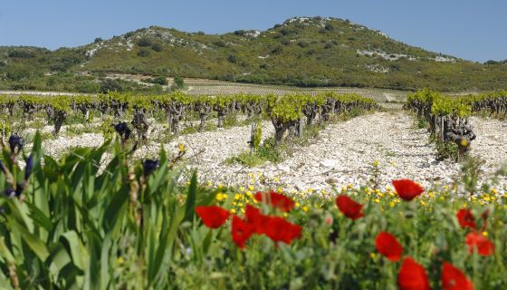 Tavel - old vines by Cedric Prat