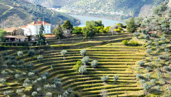 House at vineyards at Quinta dos Malvedos