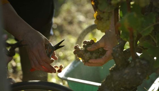 Picking at Ch Lafaurie Peyraguey, Sauternes
