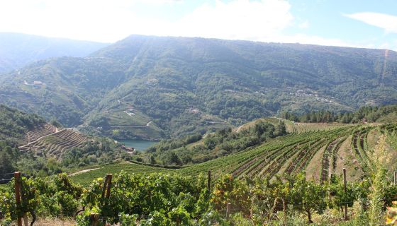 Bodegas Rectoral de Amandi Ribeira Sacra birds-eye view of vineyards 