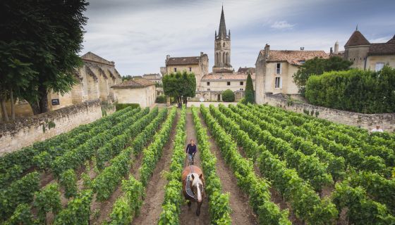 Horse in a Ch Canon vineyard close to St-Émilion