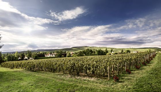 Clos St Hilaire vineyard