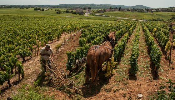 Ploughing in Chassagne-Montrachet