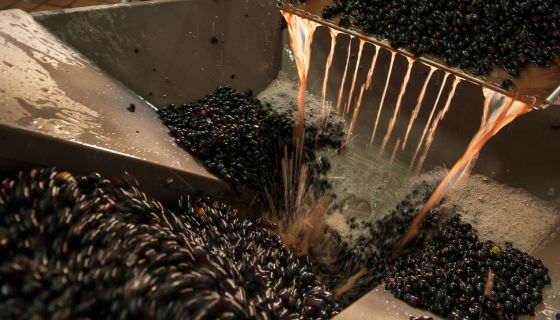 Pinot grapes in Meursault