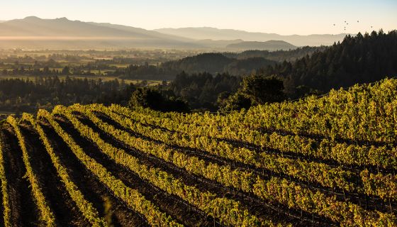 Napa Valley, picture credit: Bob McClenehan