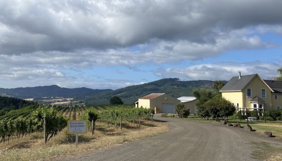 David Hill Gewurztraminer, planted 1965