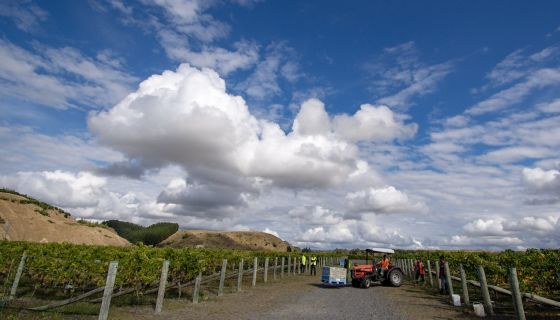 Gimblett Gravels vintage 2019