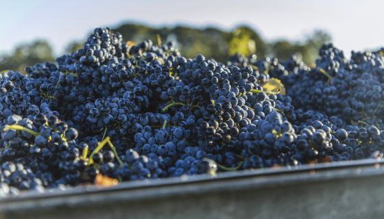 Australian red wine grapes