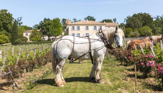 Ch Troplong Mondot and horse