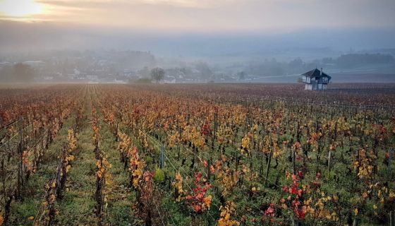 Hill of Corton in autumn mist