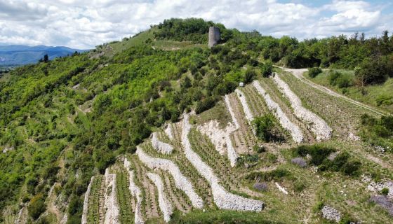 Dom Lombard vineyard in Brezeme