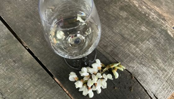 Robinia pseudoacacia flowers with Furmint in Barta vineyard, Tokaji