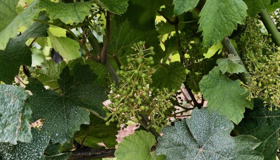 Christmann late June 2021