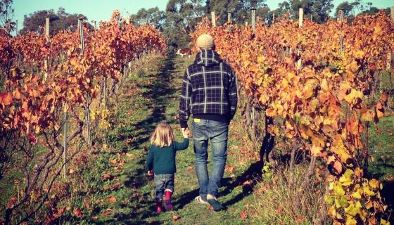 Wilimee kids' vineyard