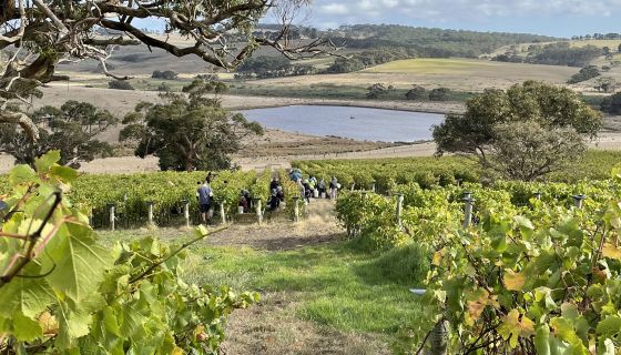 Foggy Hill vineyard being harvested first week April 2022