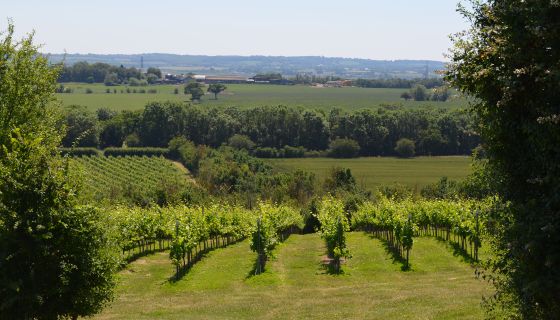 Martin's Lane vineyard in the Crouch Valley, Essex