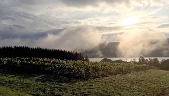 Evergreen Lek vineyard overlooking Keuka Lake