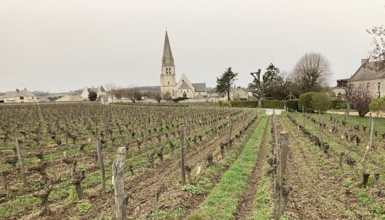 Saumur Champigny landscape