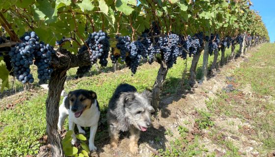 Dogs and Merlot at Ch Bauduc 2021