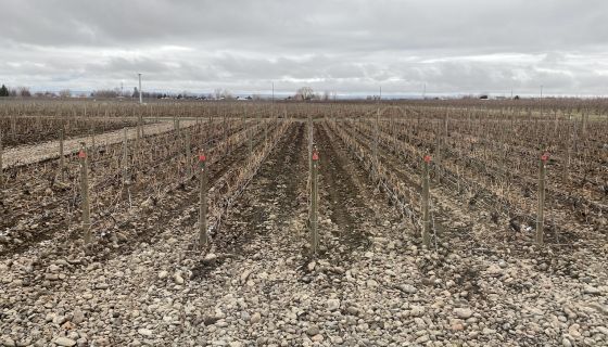 Typical vineyard in The Rocks AVA