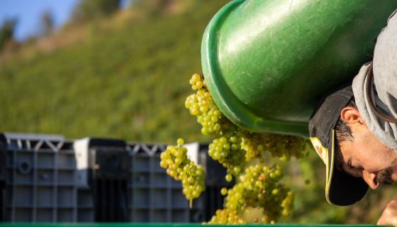 2021 harvest in the Mosel