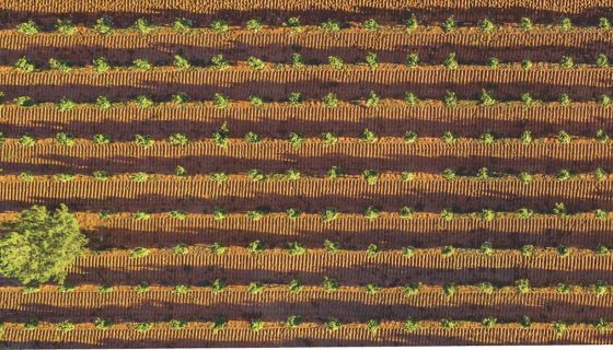 Birds eye view of Chalmers bushvines